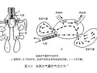 邱博士談武學：武術(shù)中的閉氣與踵息、胎息